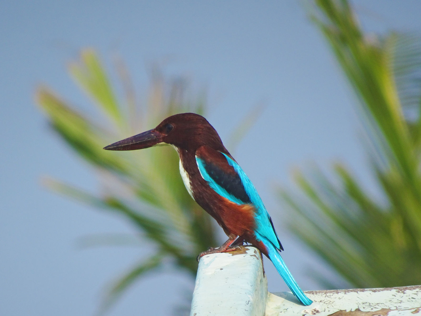 IJsvogel in de buurt van het Heritance Aungalla