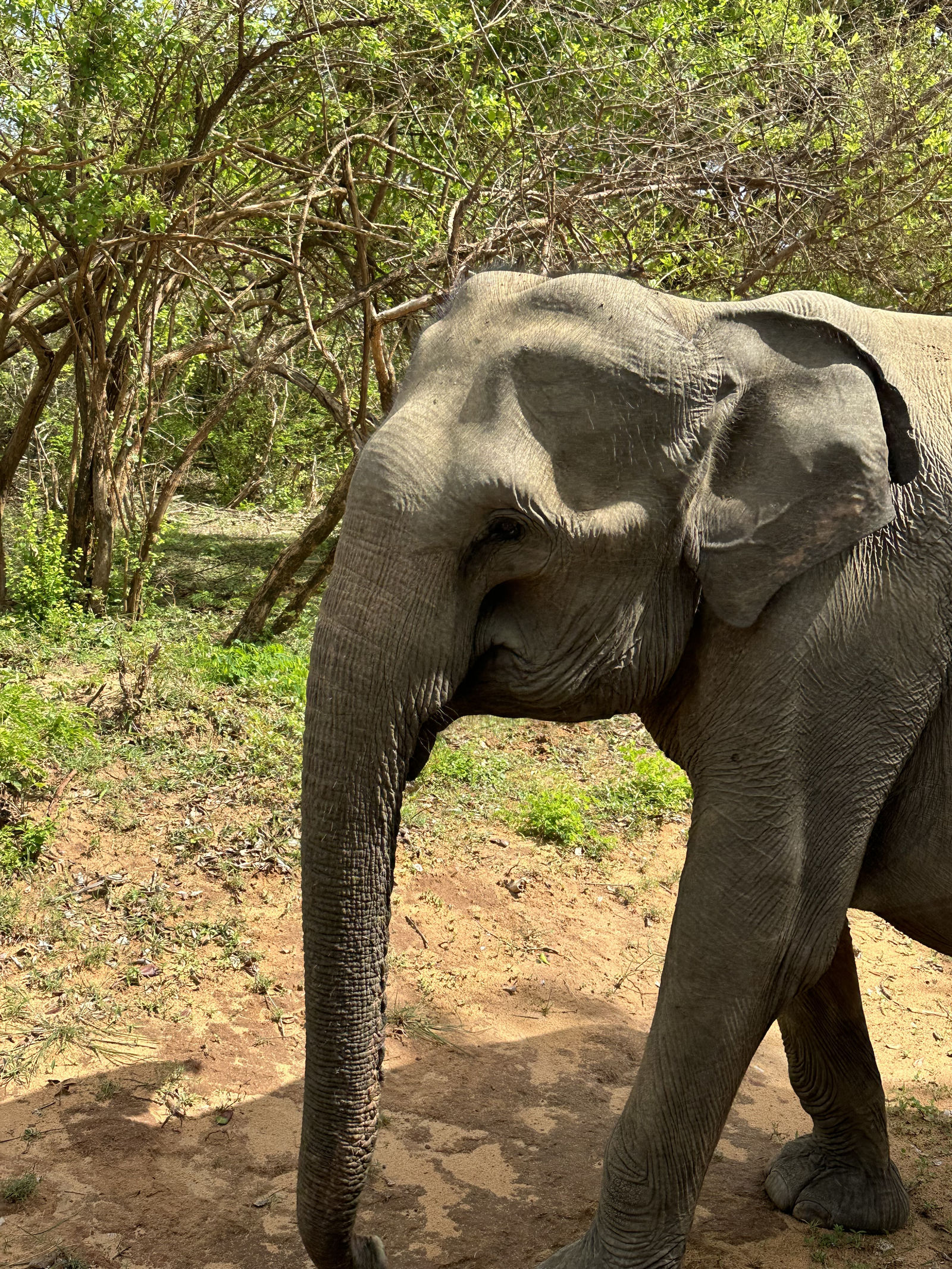 Olifanten in Yala National Park