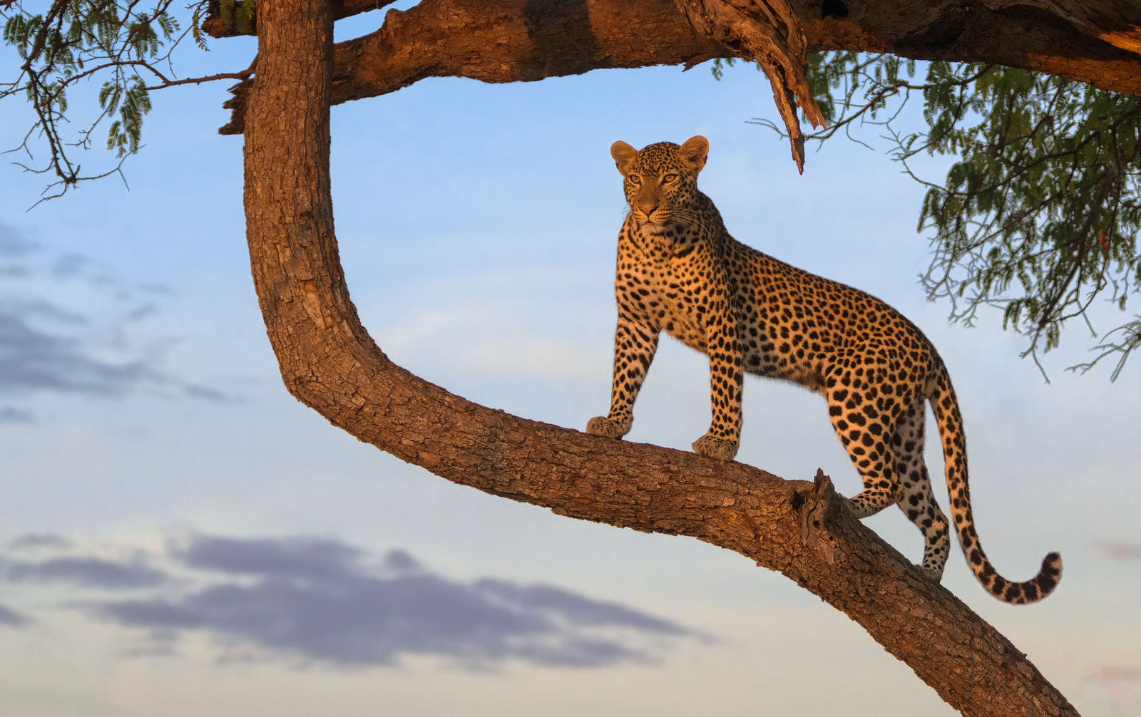 Luipaard in Tanzania