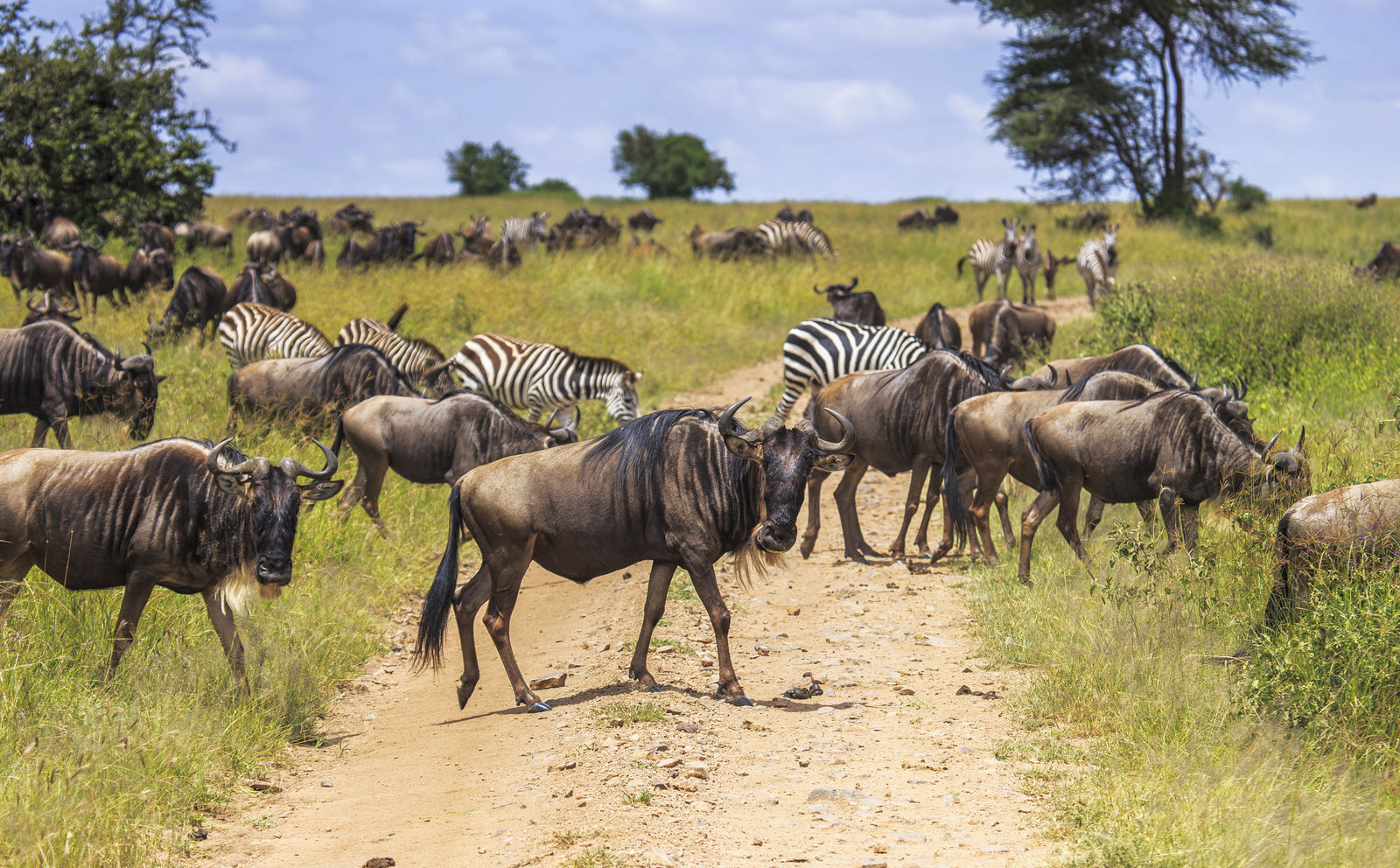 Grote Migratie in de Serengeti