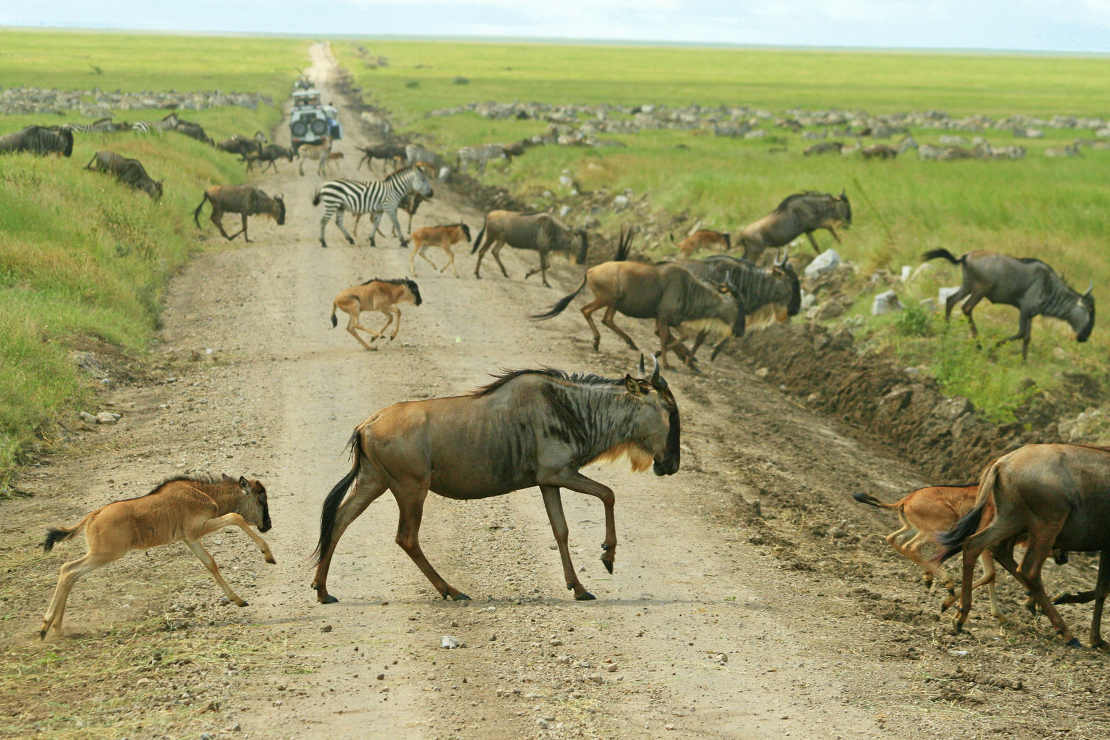 Grote Migratie in de Serengeti