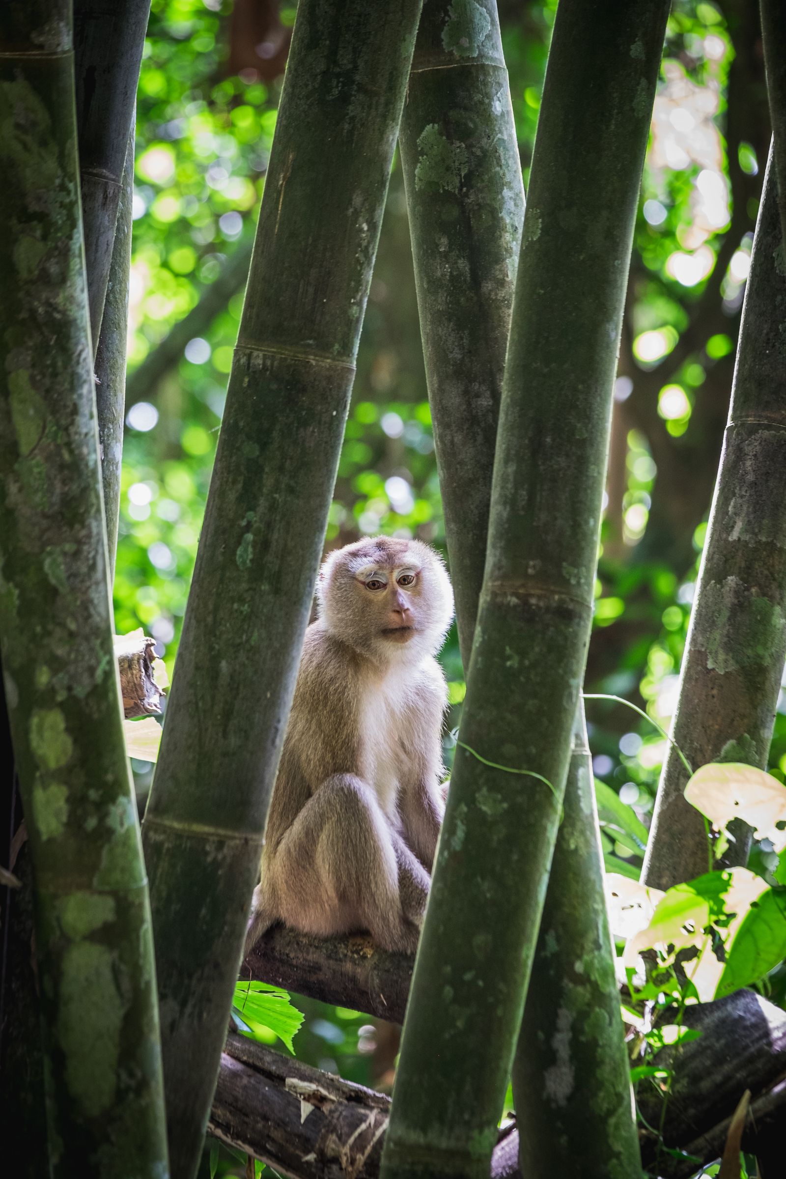 Aap in Khao Sok National Park