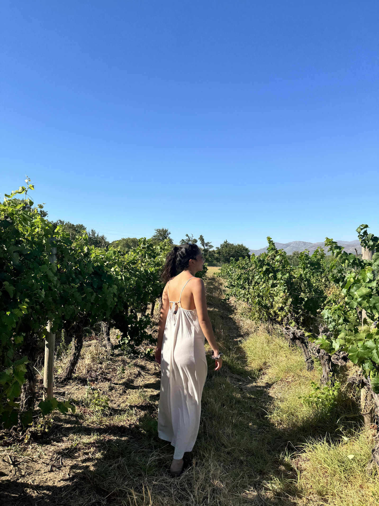 Wandelen tussen wijngaarden Franschhoek