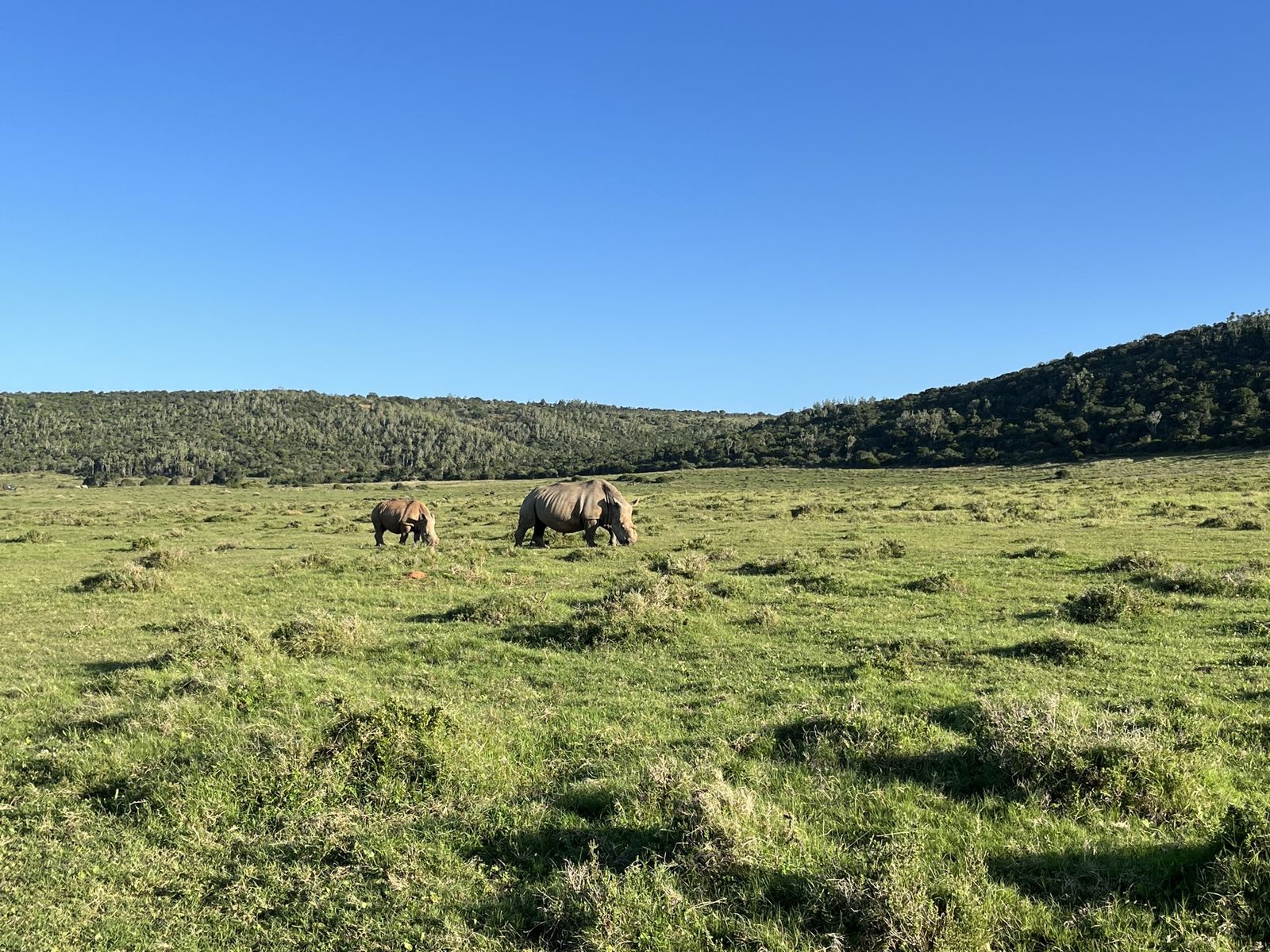 Neushoorn in het Kariega Game Reserve
