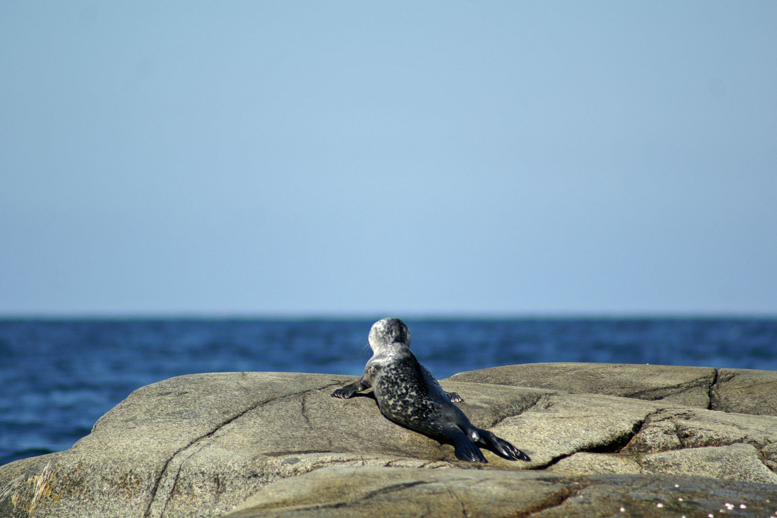 Zeehond aan de westkust van Zweden