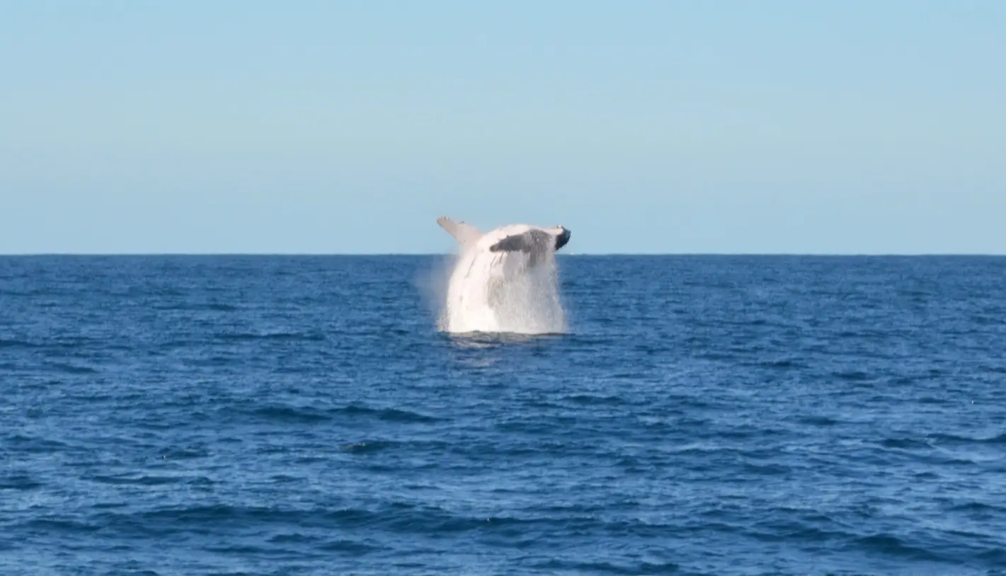 Walvis in Australië