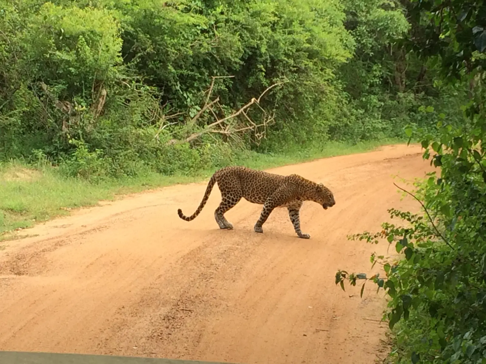 Yala NP, Sri Lanka