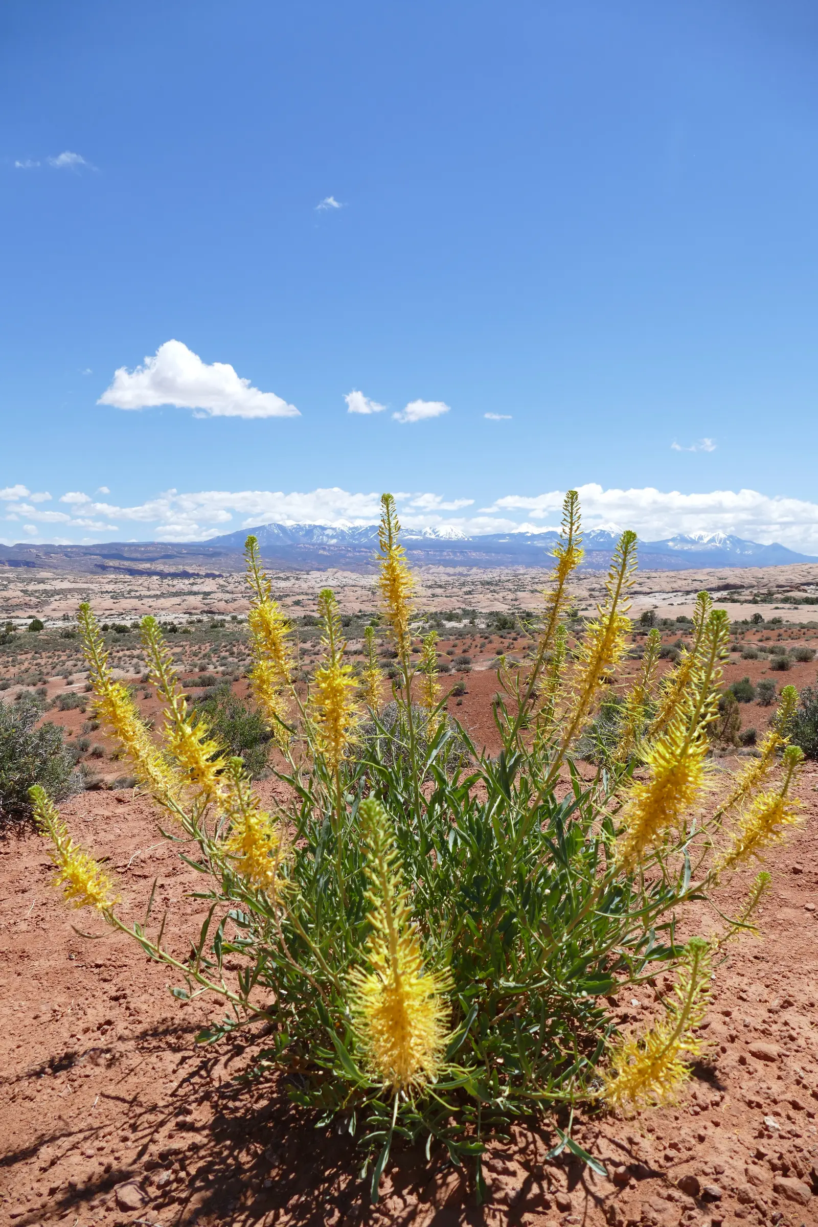 Uitzicht op la Sal Mountains in Arches NP