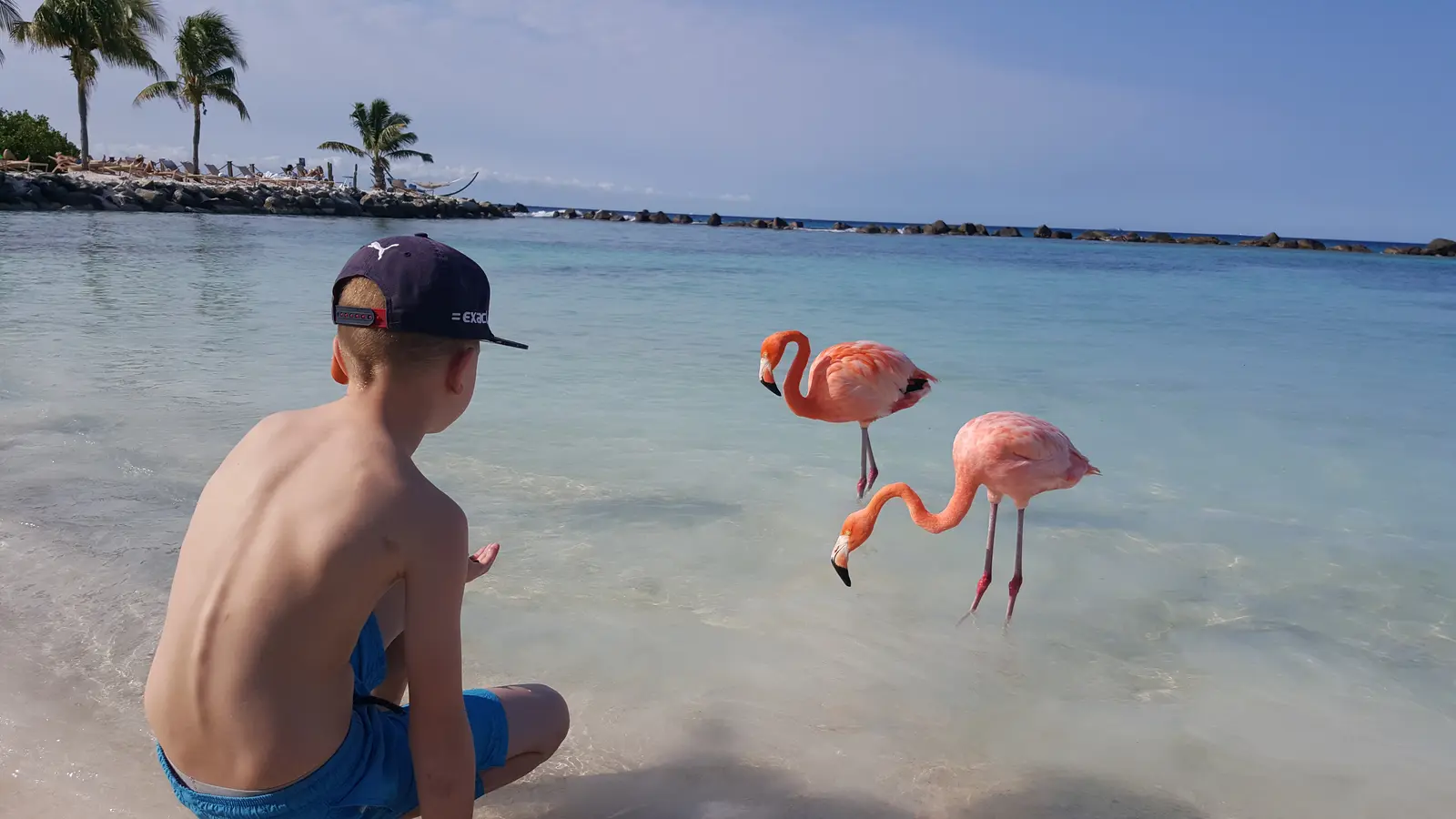 Flamingo's op Aruba