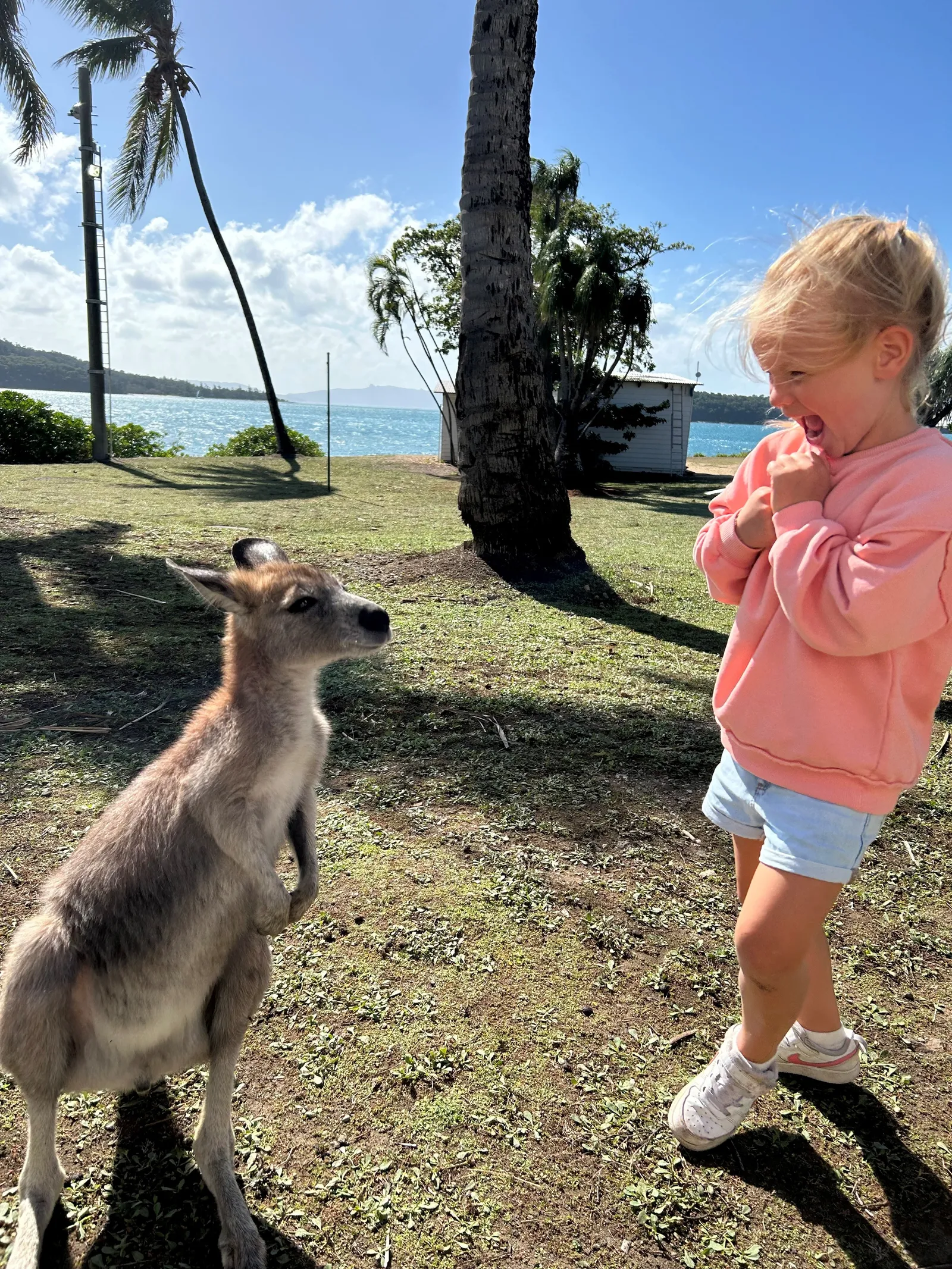 Familie bij Day Dream Island, kangoeroe