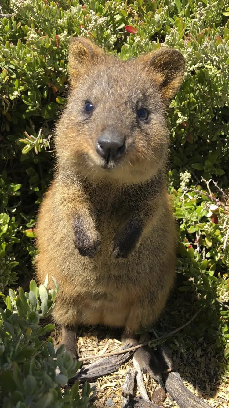 Quokka op Rottnest Island