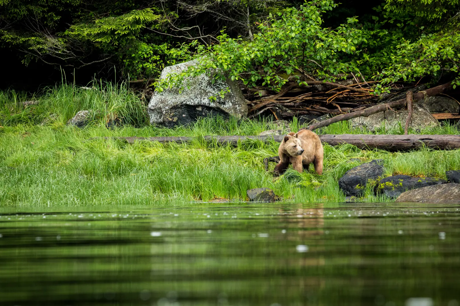 Grizzlybeer bij de Knight Inlet Lodge