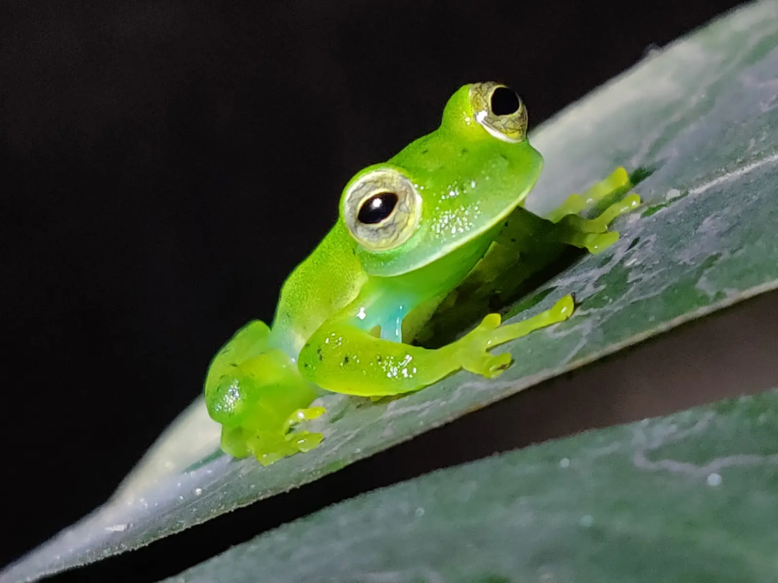 Glaskikker in Monteverde