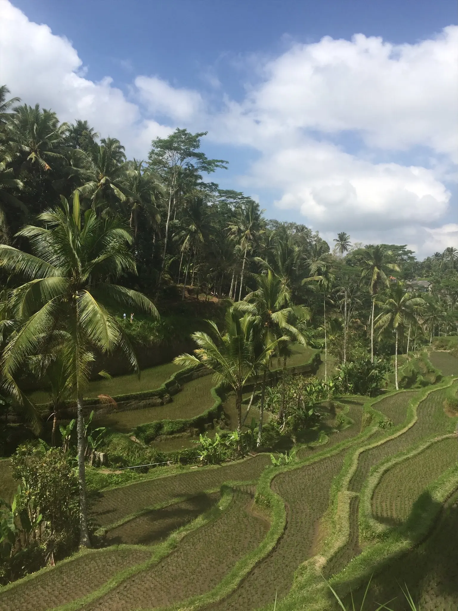 Rijstvelden van Ubud