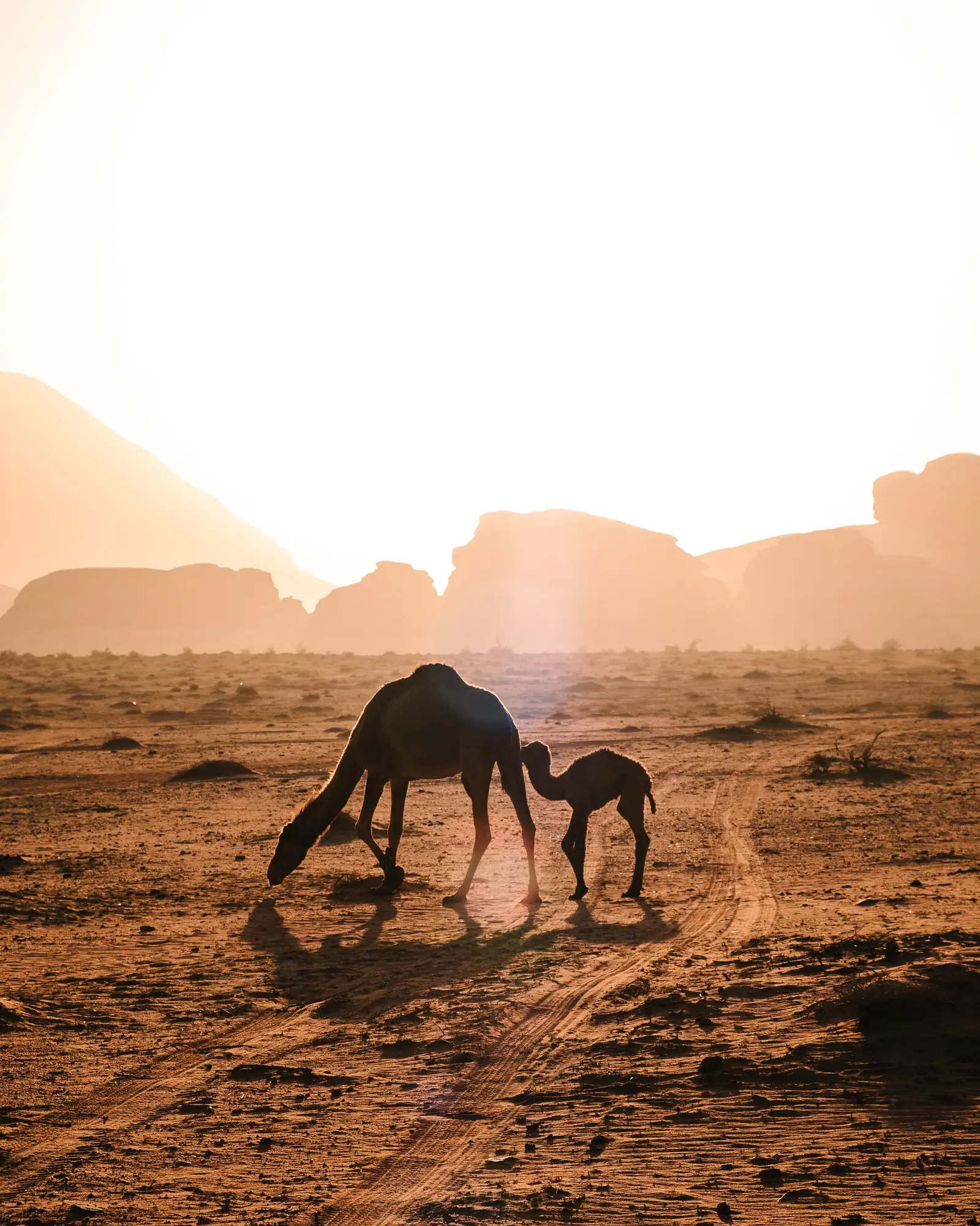 Wadi Rum Woestijn