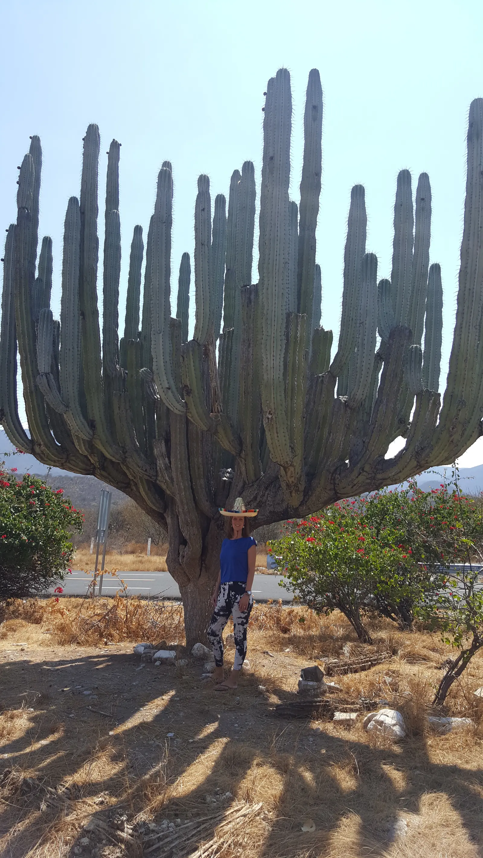 Gigantische cactus in Mexico