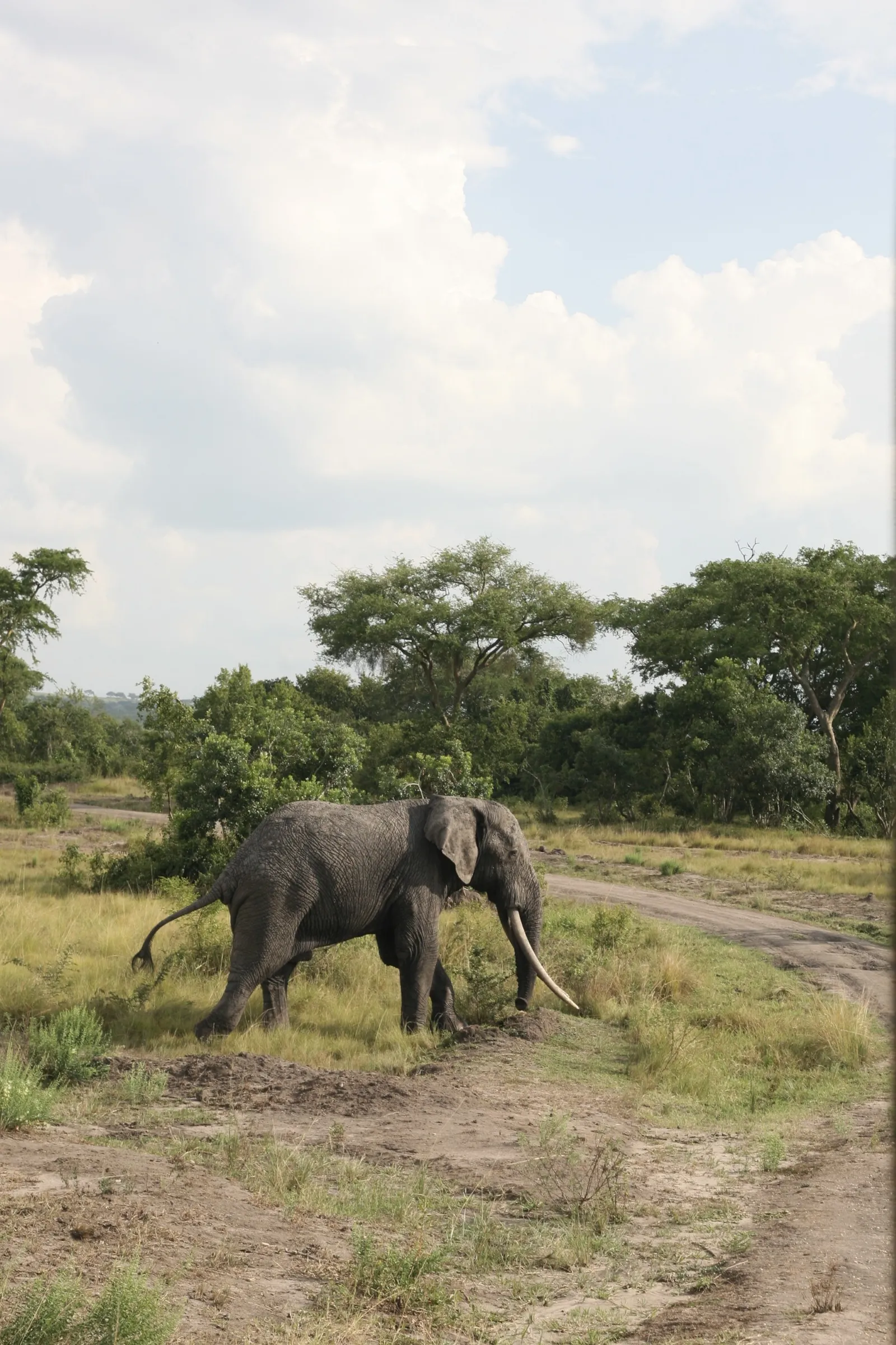 Olifant op safari in Oeganda