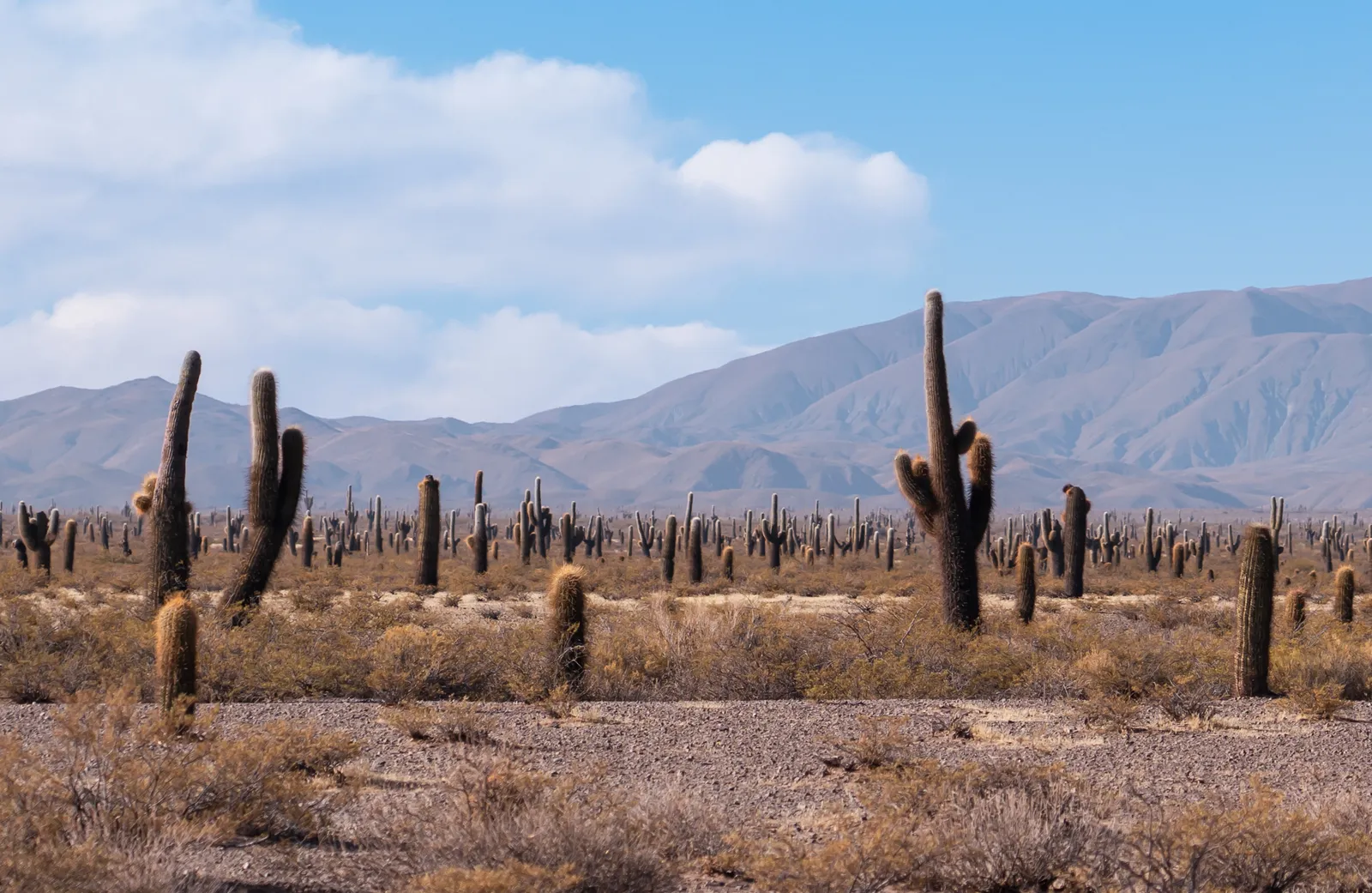 Cactus in Parque Nacional los Cardones