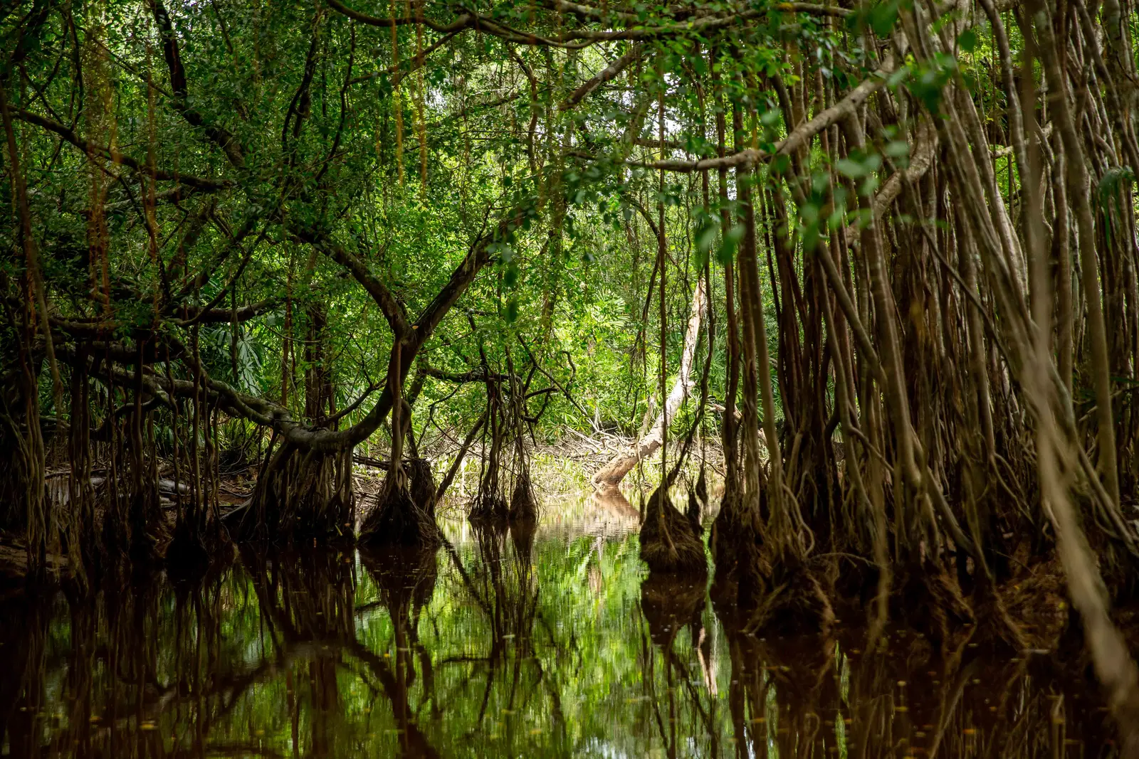 Mangrove in Thailand