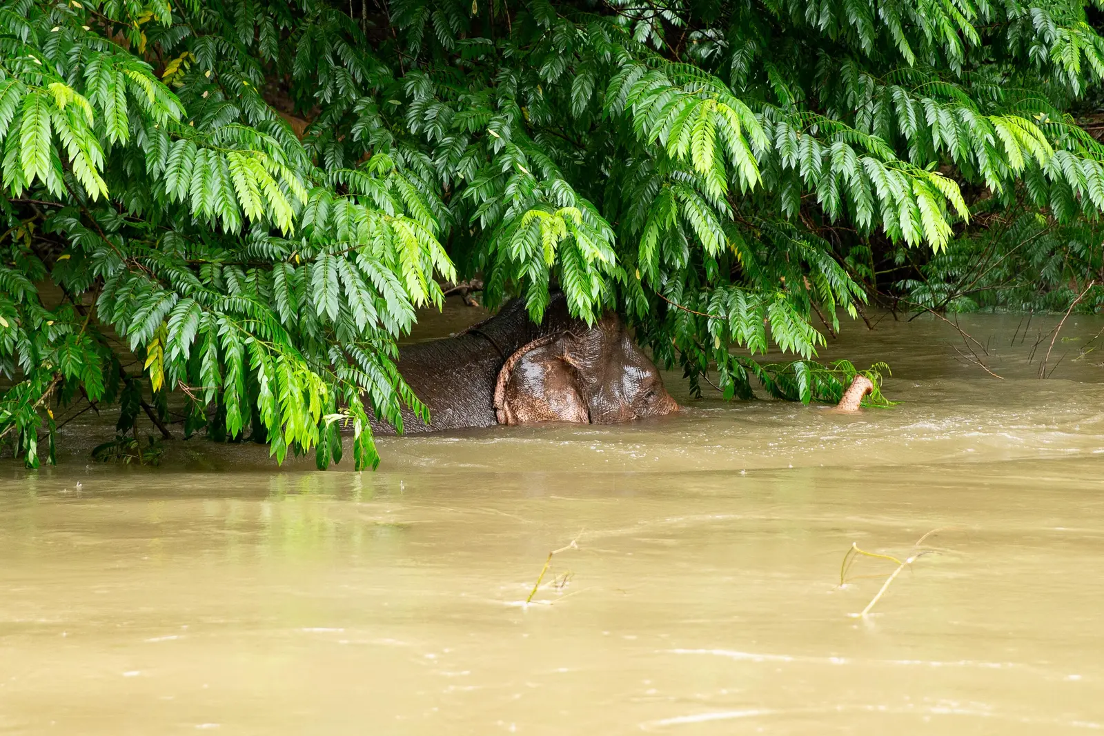 Olifant in de River Kwai
