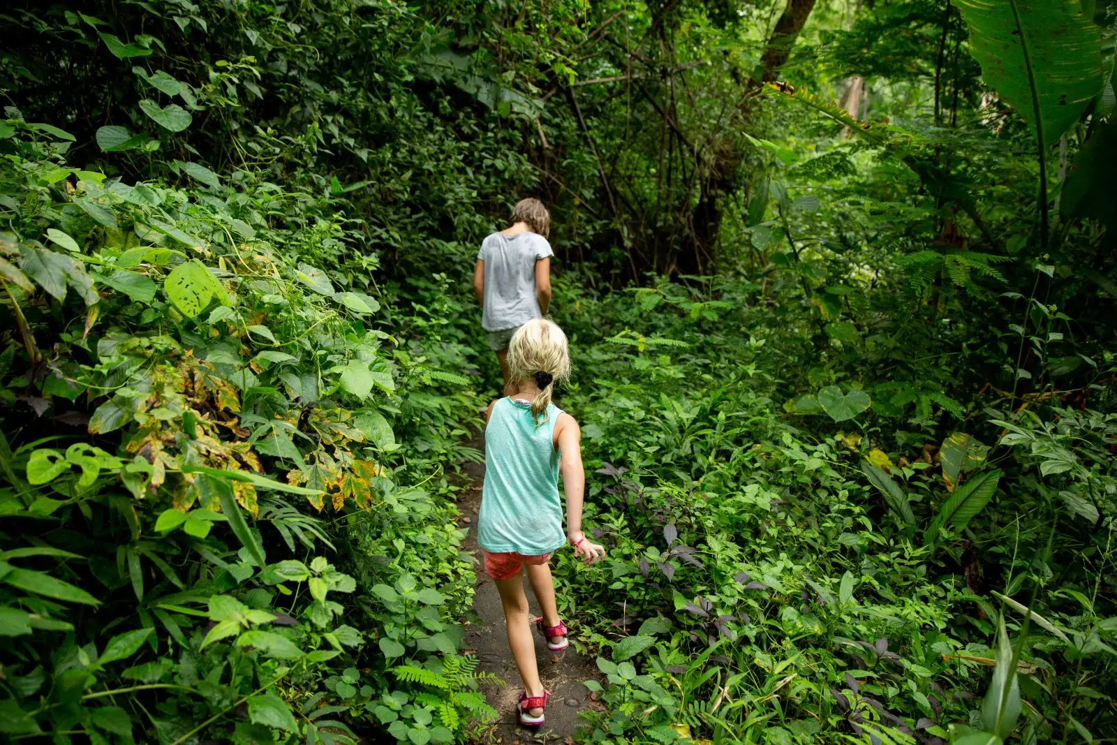 Jungle van Thailand