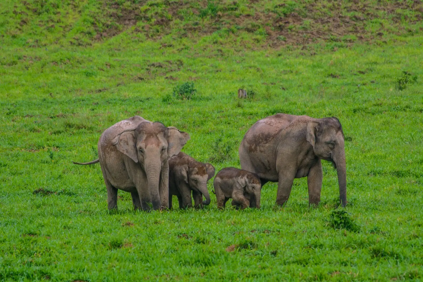 Olifanten in Kui Buri National Park