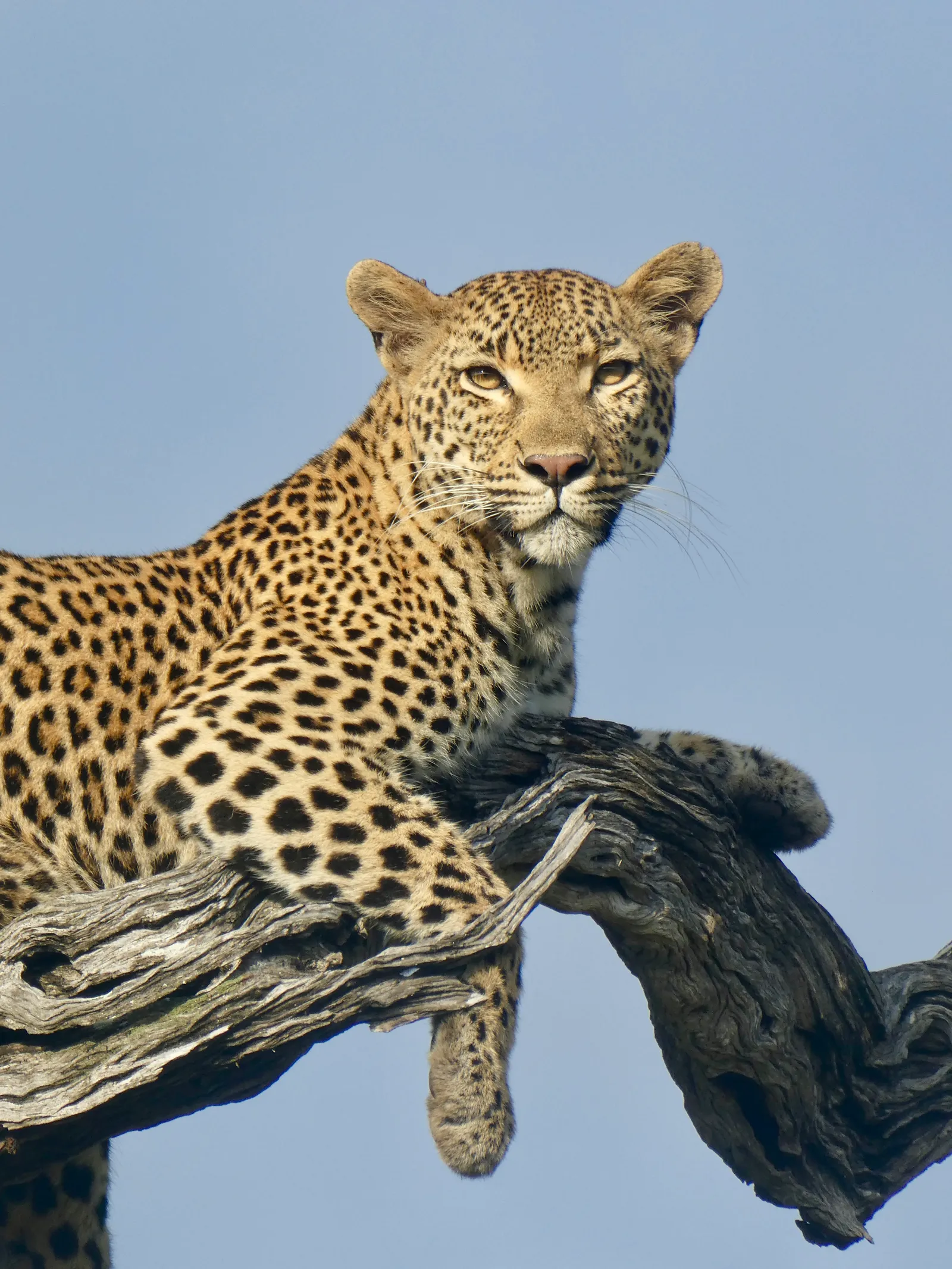 Luipaard in Sabi Sands