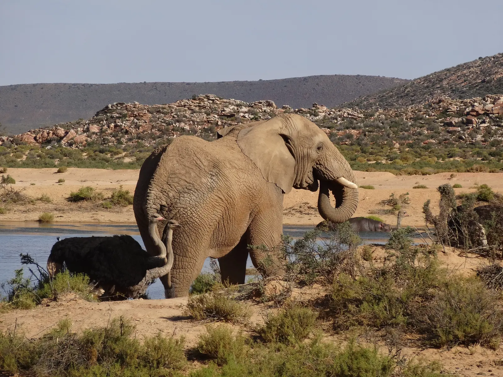 Olifant in het Aquila Private Game Reserve