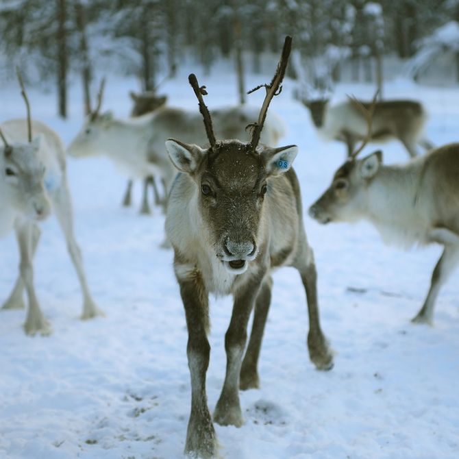 Familiereis Lapland