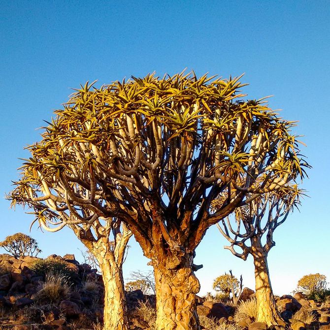 Familiereis Zuid-Afrika en Namibië