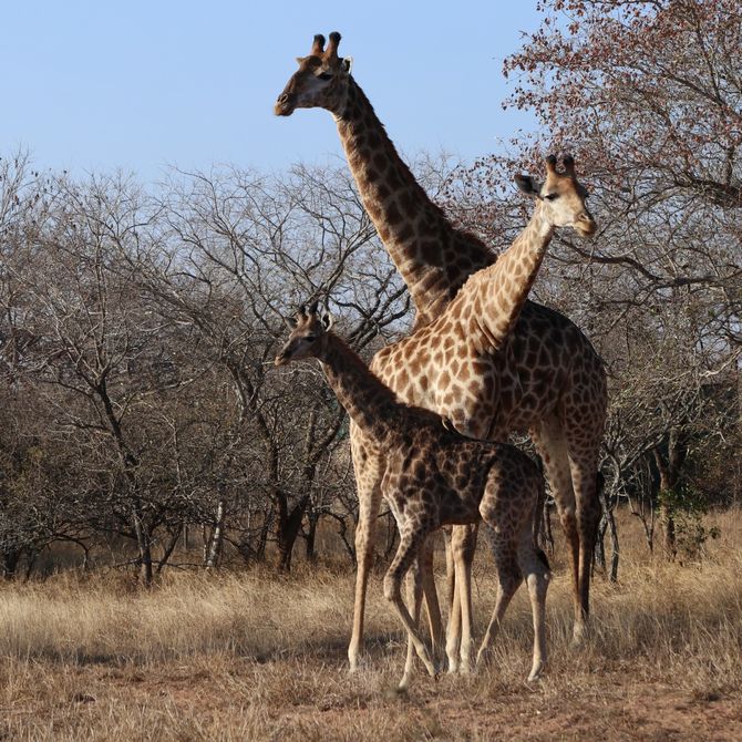 Familiereis Zuid-Afrika en Mozambique