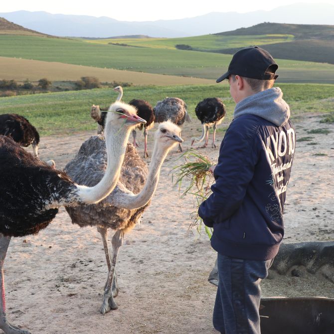 Struisvogels voeren in Oudtshoorn