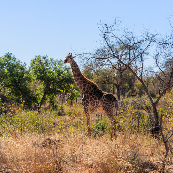 Familiereis Zuid-Afrika en Mozambique