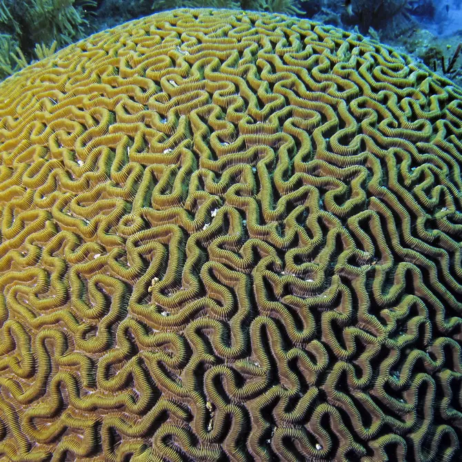 Hersenkoraal in de National marine sanctuary op de Florida Keys, Amerika