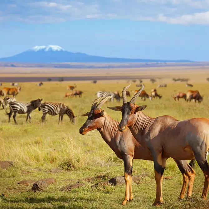Amboseli National Park
