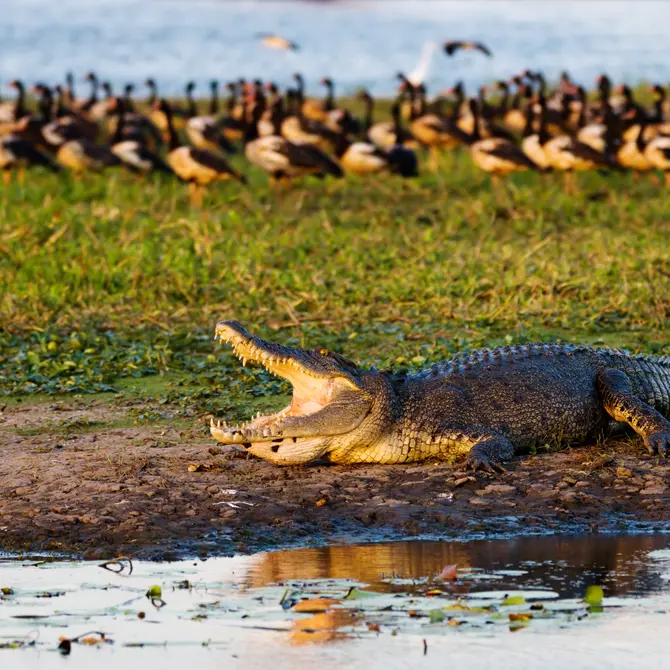 Krokodil in Kakadu National Park