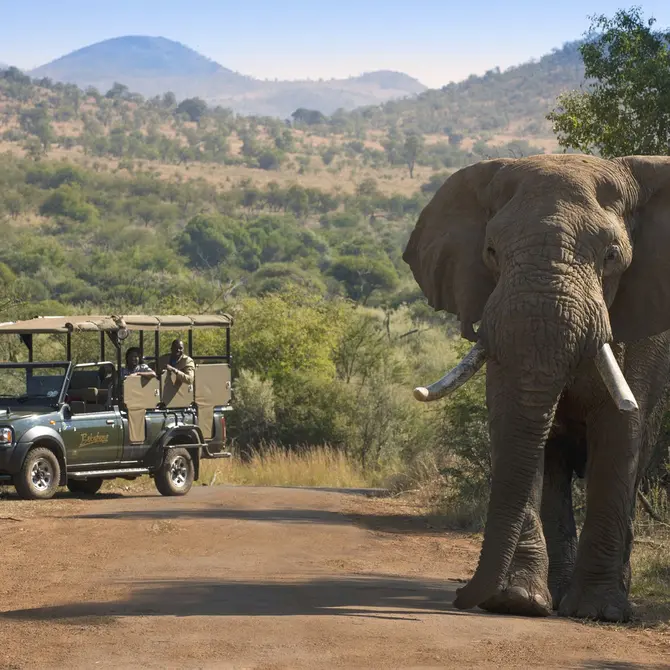 Safari in Pilanesberg