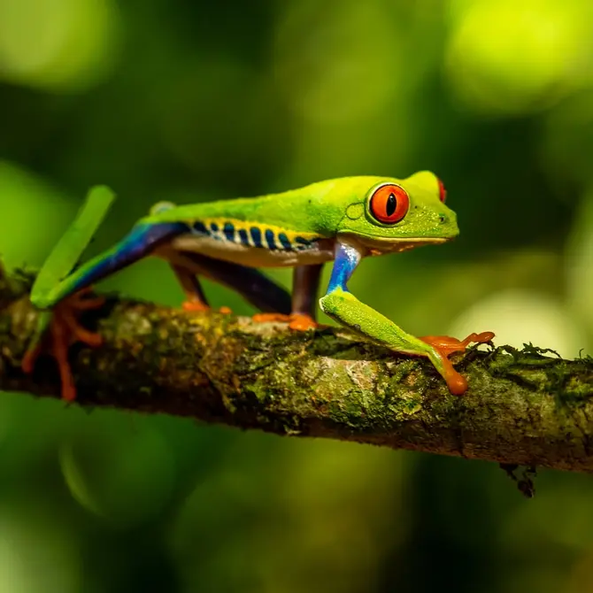 Kikker, Costa Rica