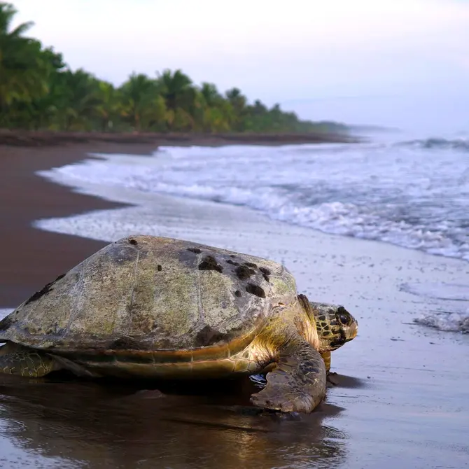 Schildpad op het strand van Tortuguero