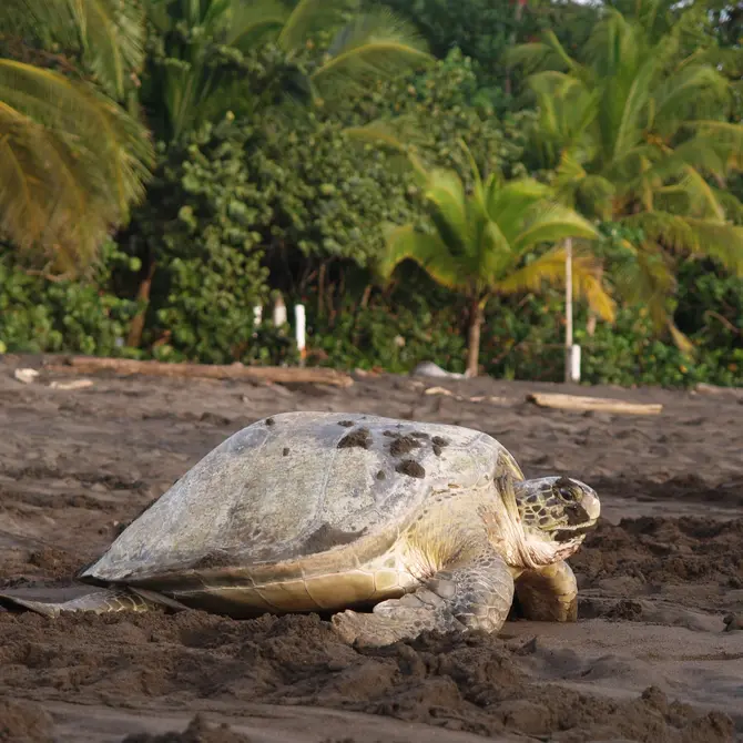 Zeeschildpad bij Tortuguero