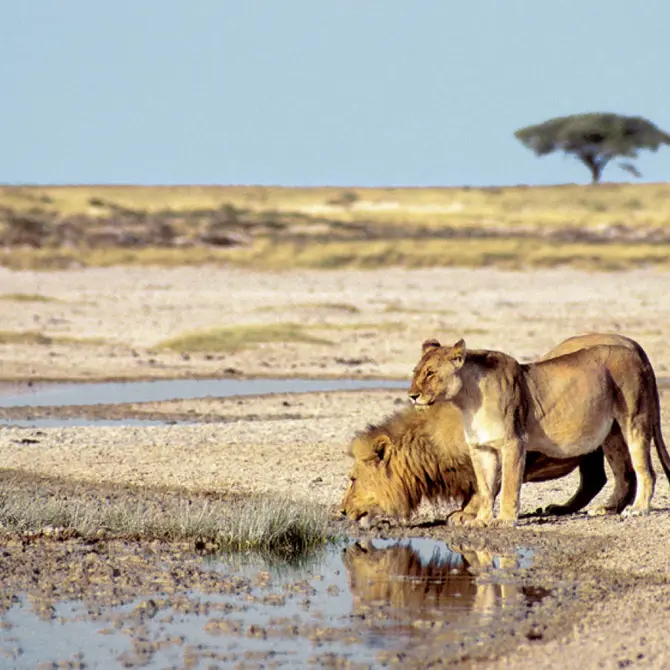 Leeuwen in Etosha National Park