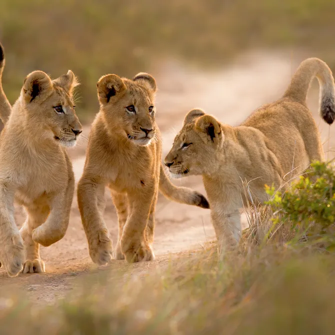Leeuwtjes in het Kariega Game Reserve