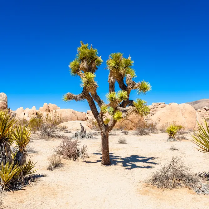Joshua Tree National Park