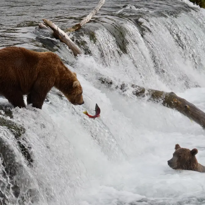 Brook Falls, Katmai, Alaska
