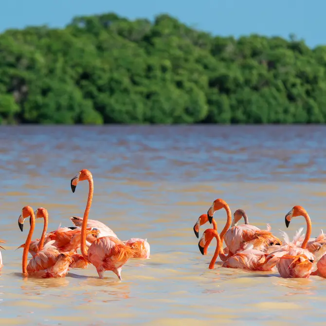 Flamingo's in Celestun