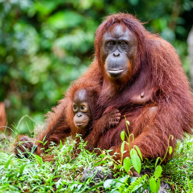 Orang-oetans op Borneo