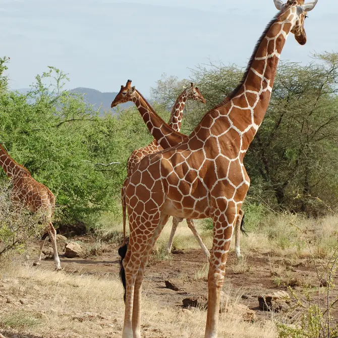 Giraffen in Samburu National Park