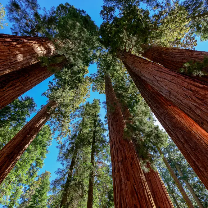 Sequoia Nationaal Park