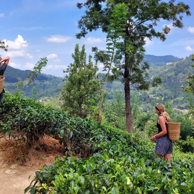 Theeplukken in Sri Lanka