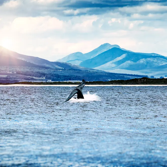 Walvis in Hermanus baai